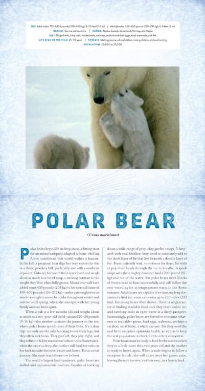 Книга Polar: A Photicular Book зображення 2
