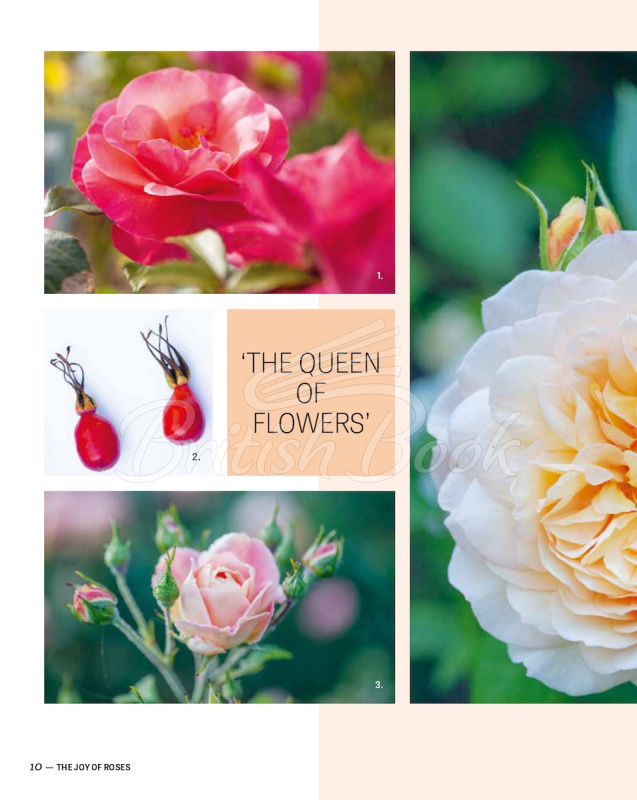 Книга The Joy of Roses зображення 3