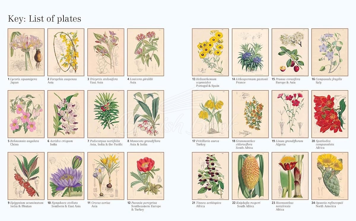 Книга The Kew Gardens World of Flowers Colouring Book изображение 1