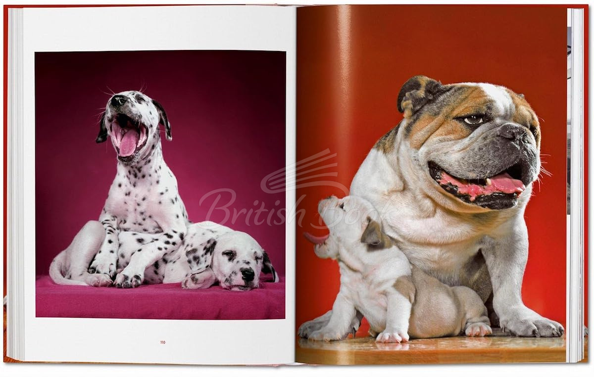 Книга Walter Chandoha. Dogs. Photographs 1941–1991 изображение 6