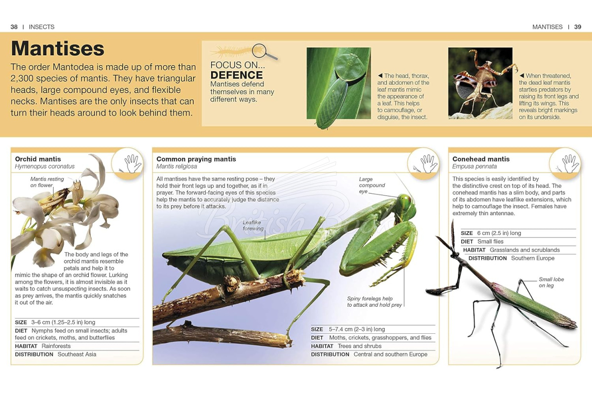 Книга Pocket Eyewitness: Insects изображение 2