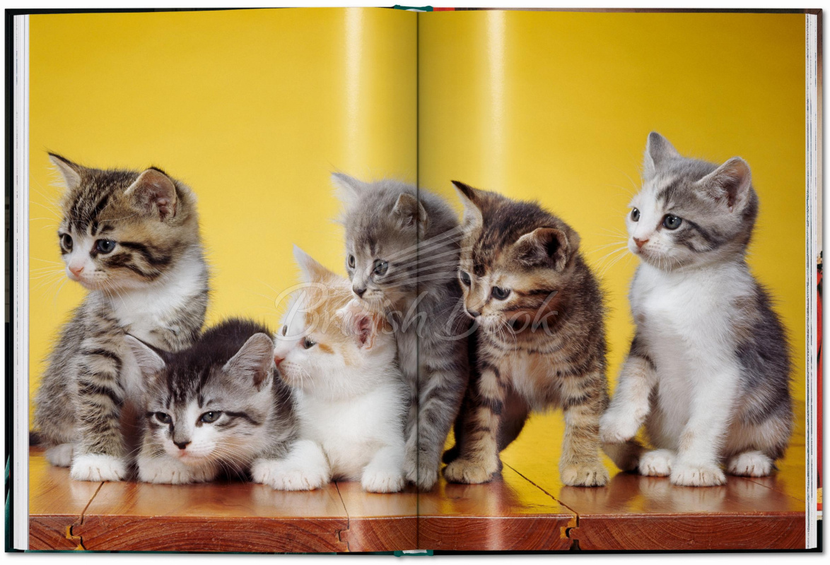 Книга Walter Chandoha. Cats. Photographs 1942–2018 изображение 4