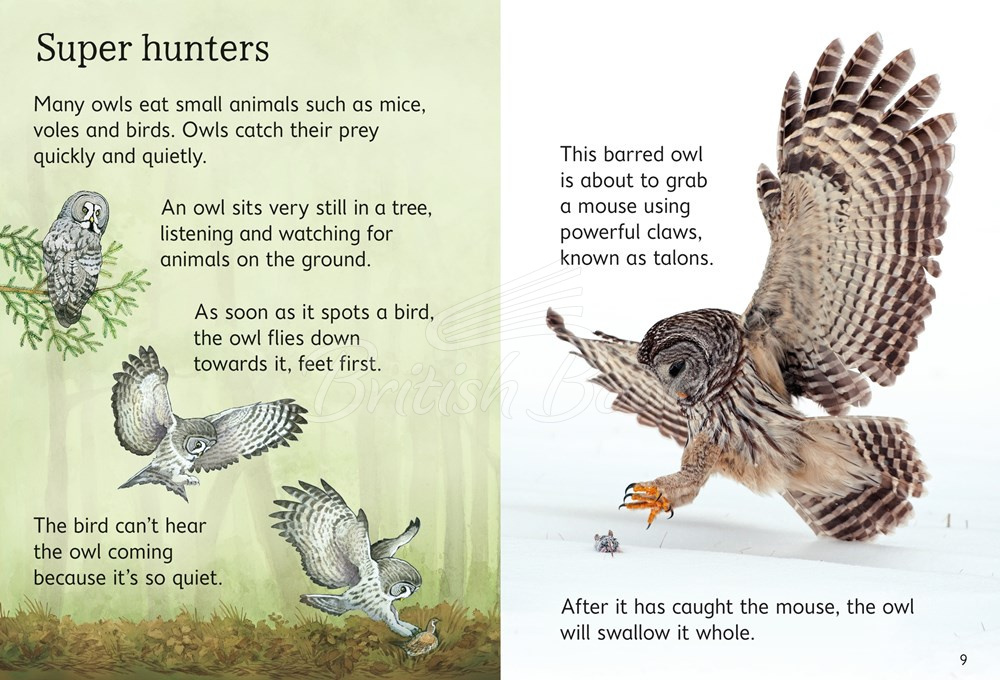 Книга Usborne Beginners Owls зображення 2