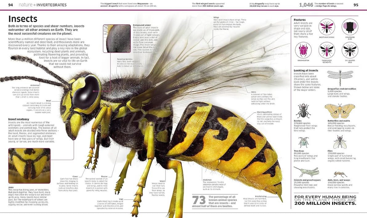 Книга Knowledge Encyclopedia изображение 4