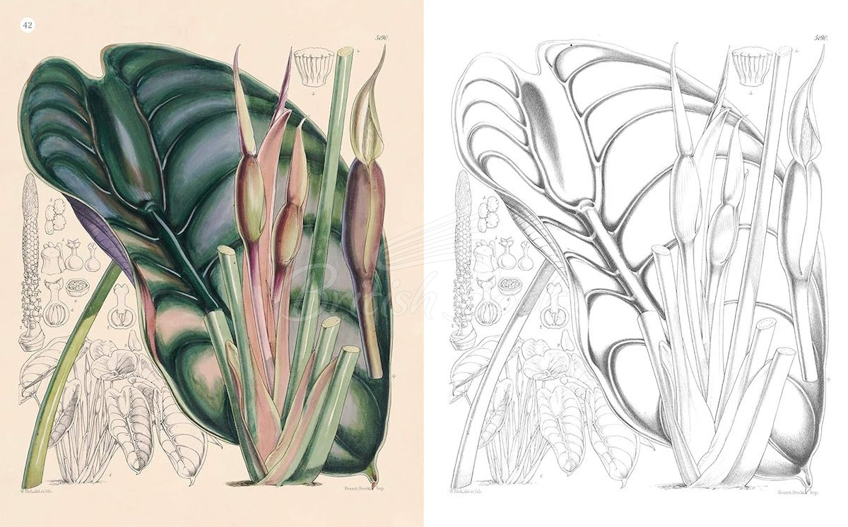 Книга The Kew Gardens World of Flowers Colouring Book изображение 3