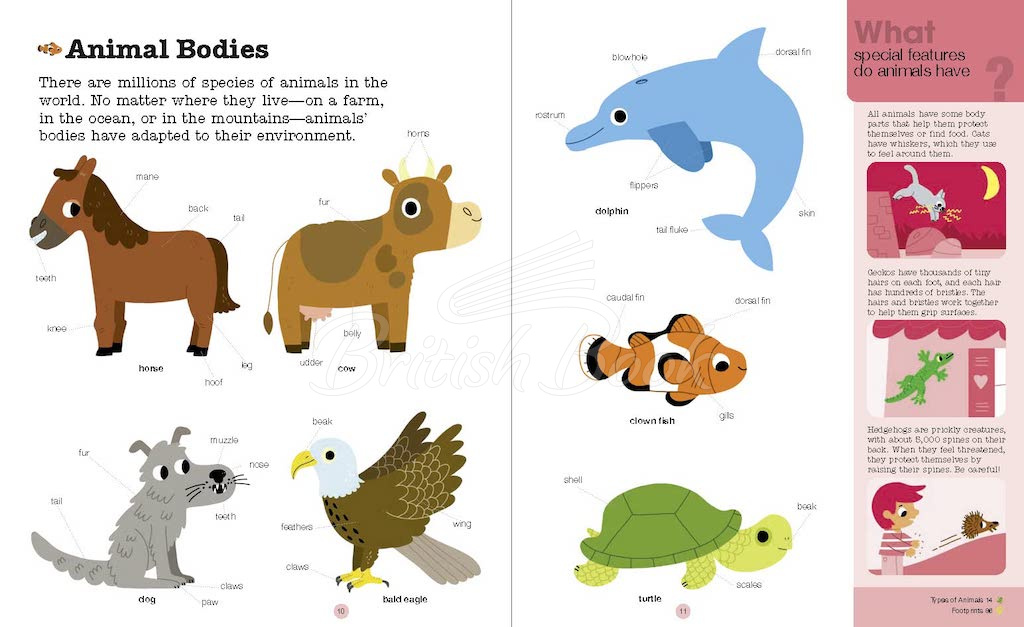Книга Do You Know? Animals of Land, Sea, and Air зображення 2