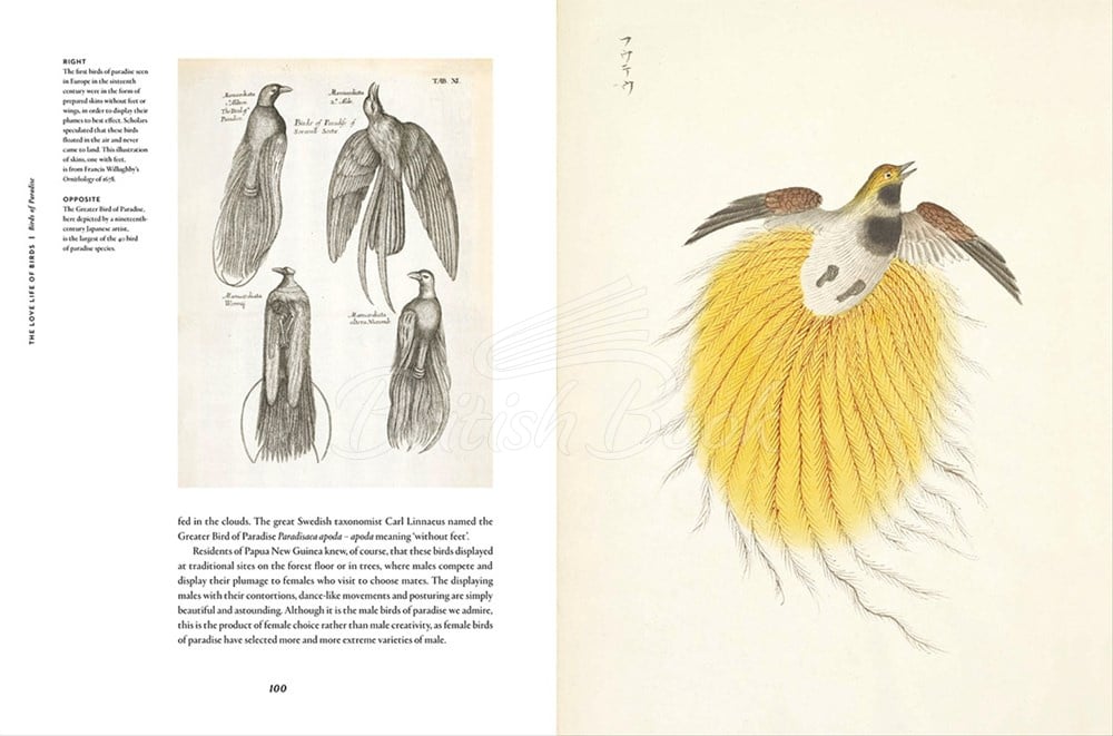 Книга Remarkable Birds зображення 9
