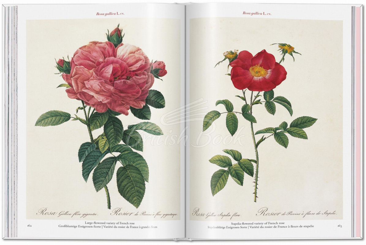 Книга Redouté: Roses зображення 6