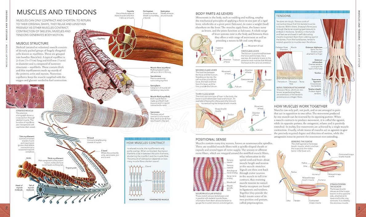 Книга The Human Body Book зображення 1
