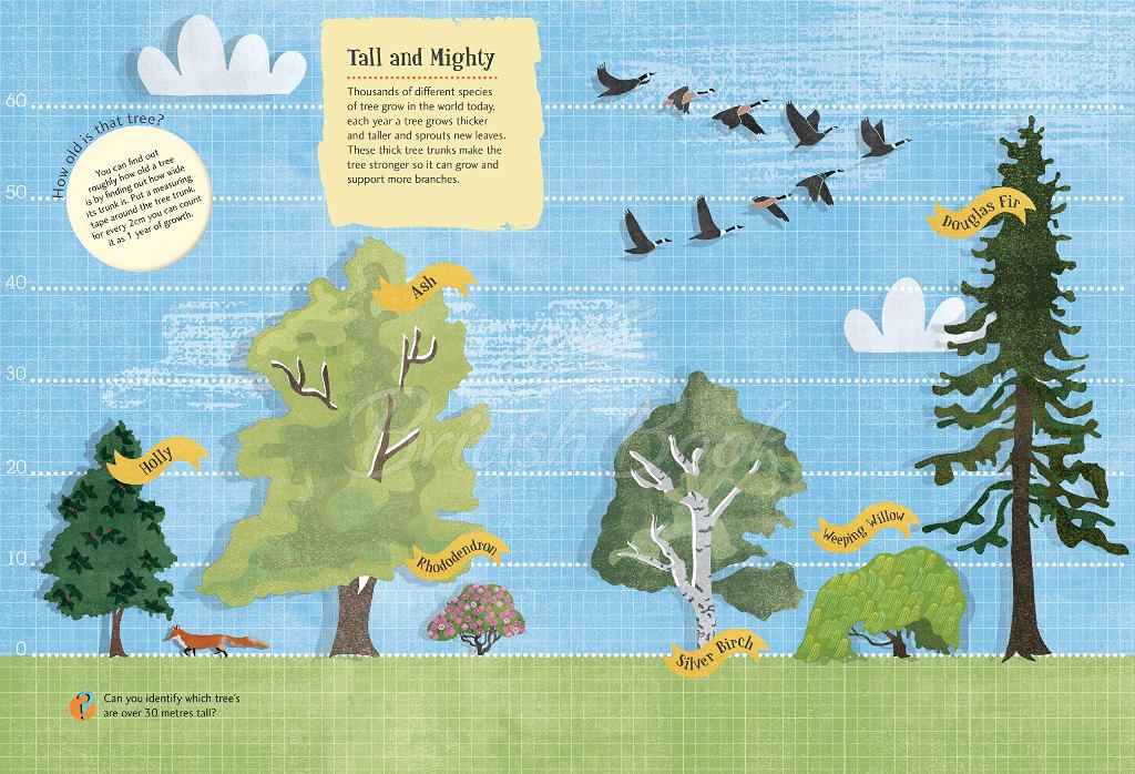 Книга Tree Explorer Nature Sticker and Activity Book изображение 1