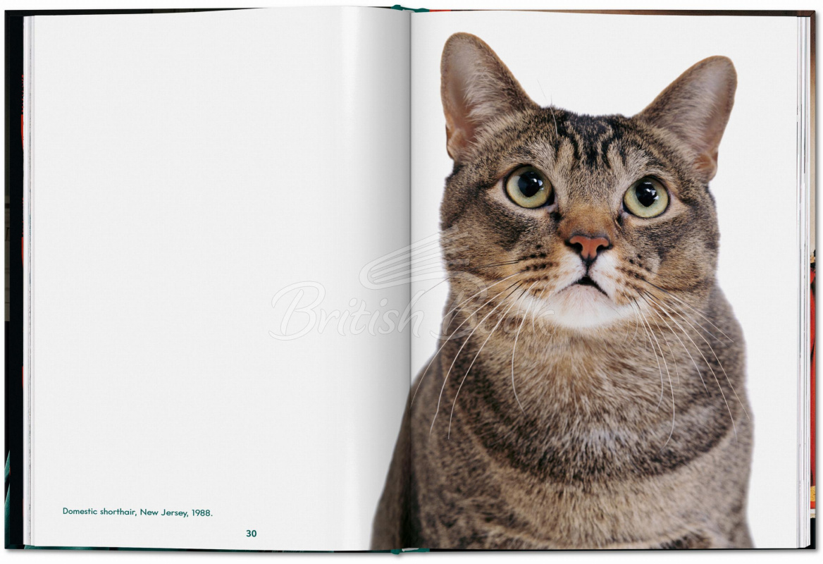 Книга Walter Chandoha. Cats. Photographs 1942–2018 изображение 2