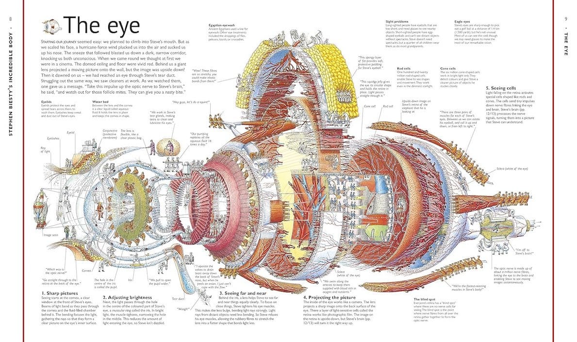 Книга Stephen Biesty's Incredible Body Cross-Sections изображение 1