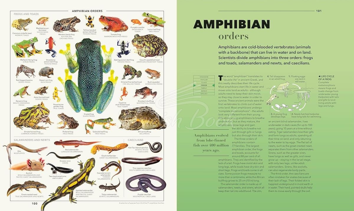 Книга Knowledge: A Visual Compendium изображение 6