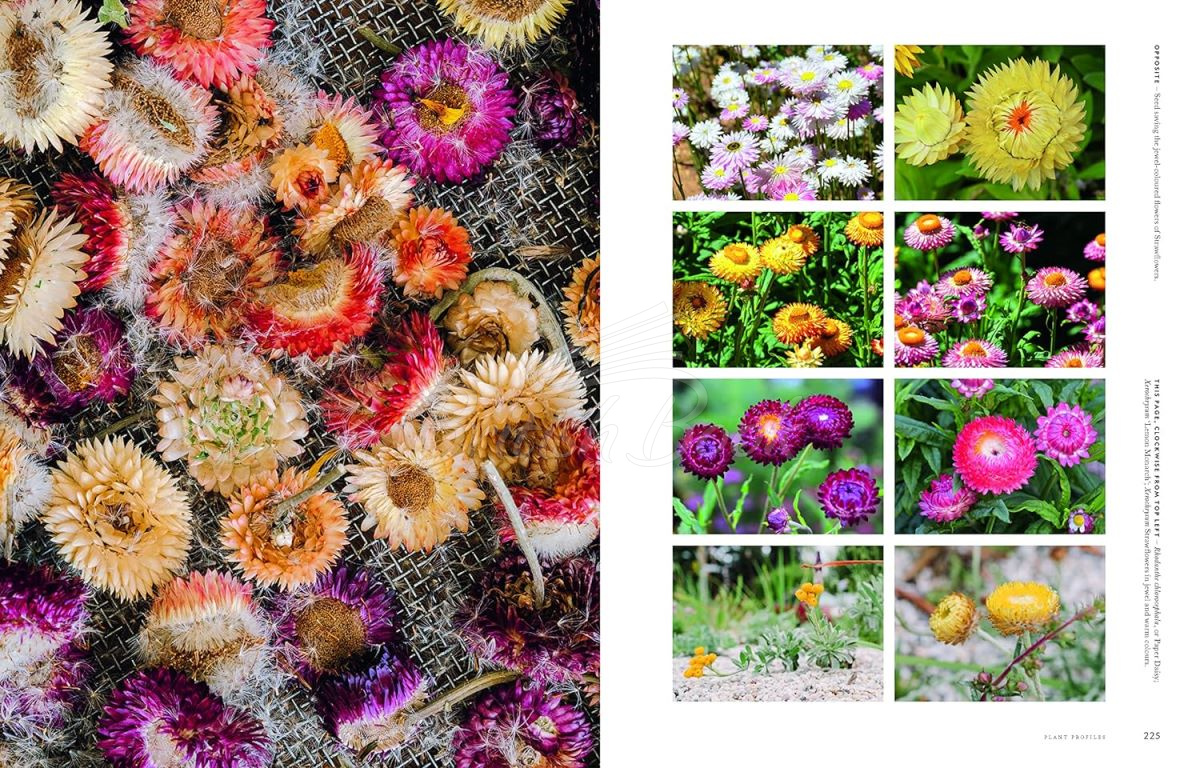 Книга Super Bloom: A Field Guide to Flowers for Every Gardener зображення 8