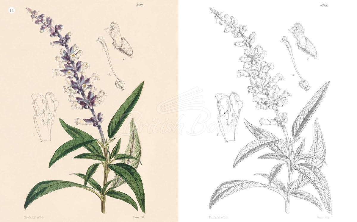 Книга The Kew Gardens Beautiful Flowers and Plants Colouring Book зображення 2