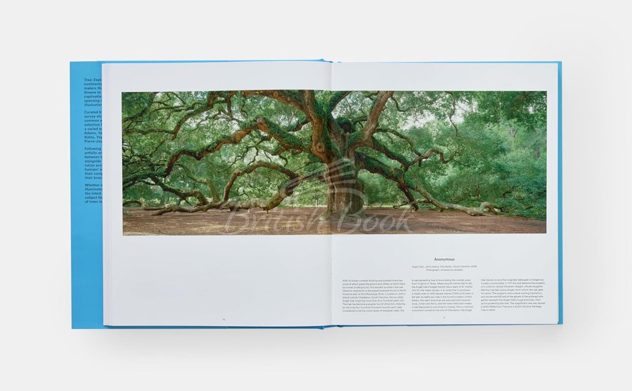 Книга Tree: Exploring the Arboreal World зображення 6