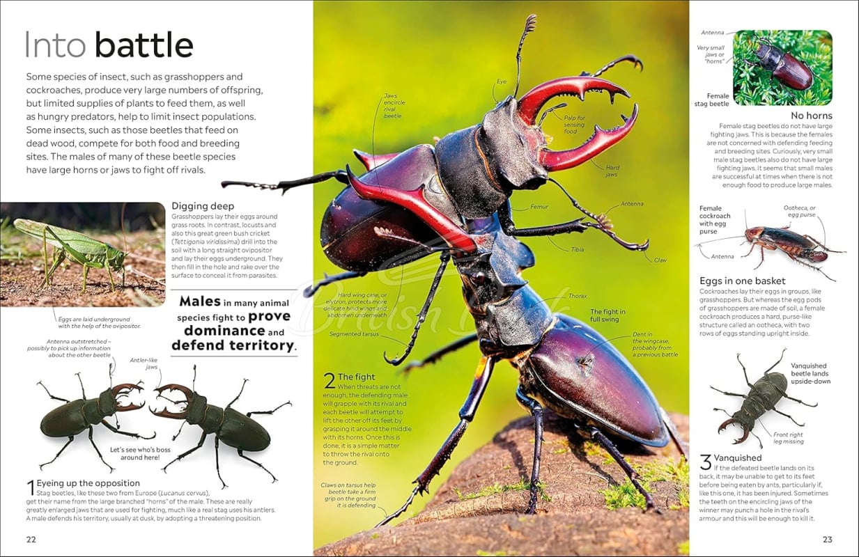 Книга Insect изображение 3