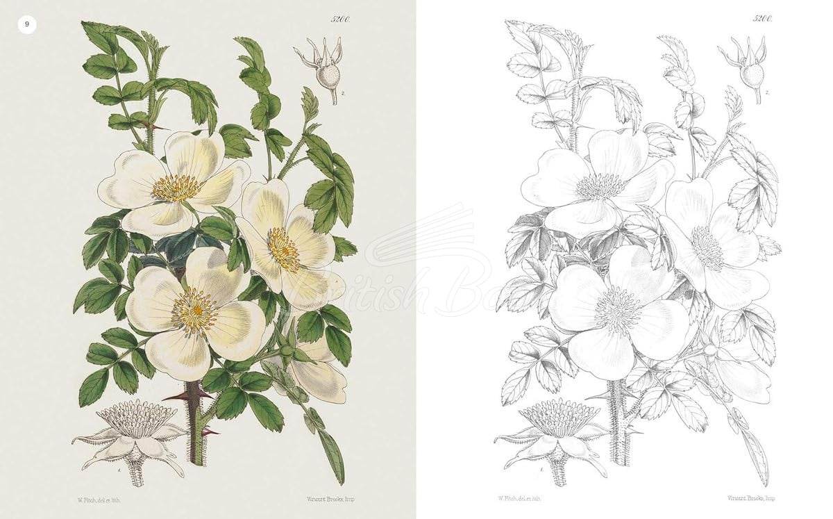 Книга The Kew Gardens Flowering Plants Colouring Book изображение 5