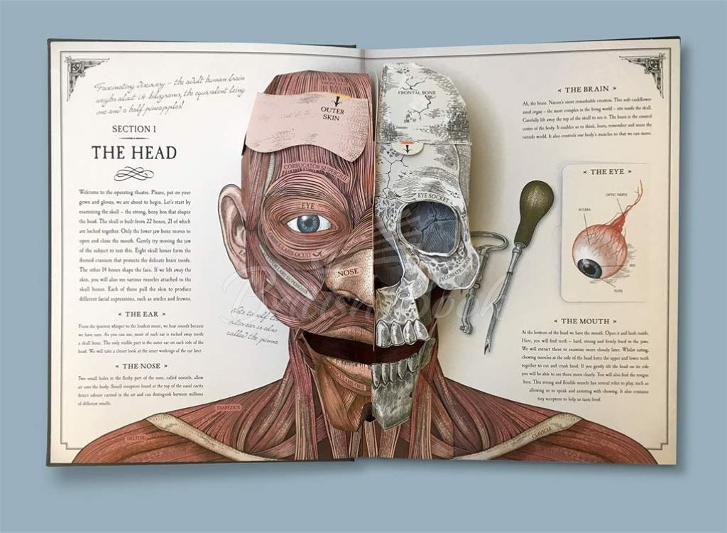 Книга The Human Body: A Pop-Up Guide to Anatomy зображення 2