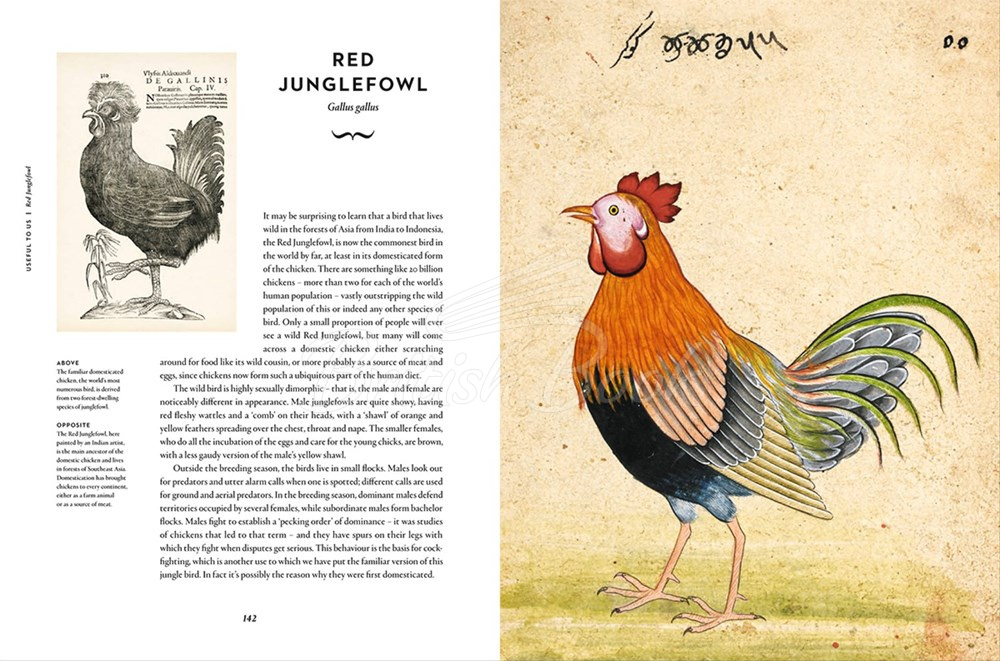 Книга Remarkable Birds зображення 2