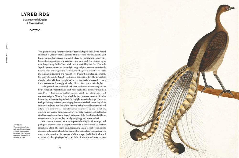 Книга Remarkable Birds зображення 7