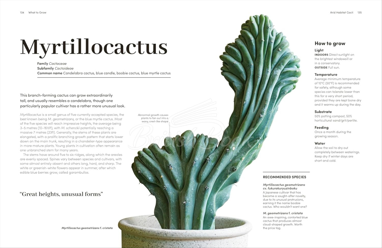 Книга Cacti and Succulents: The Plant Rescuer's On-point Advice to Keep Your Plants Looking Sharp зображення 5