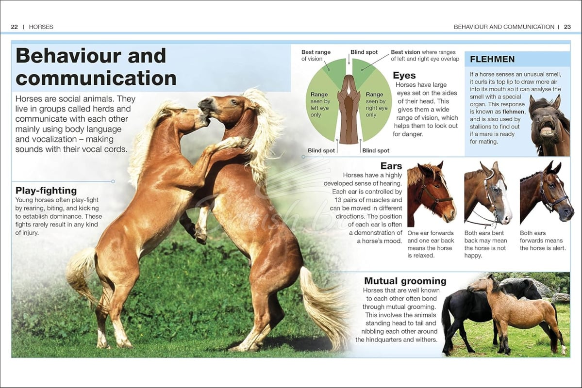 Книга Pocket Eyewitness: Horses зображення 1
