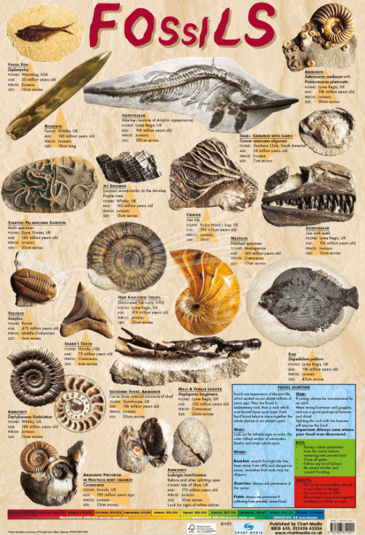 Плакат Fossils Poster изображение