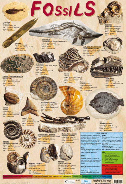 Плакат Fossils Poster зображення