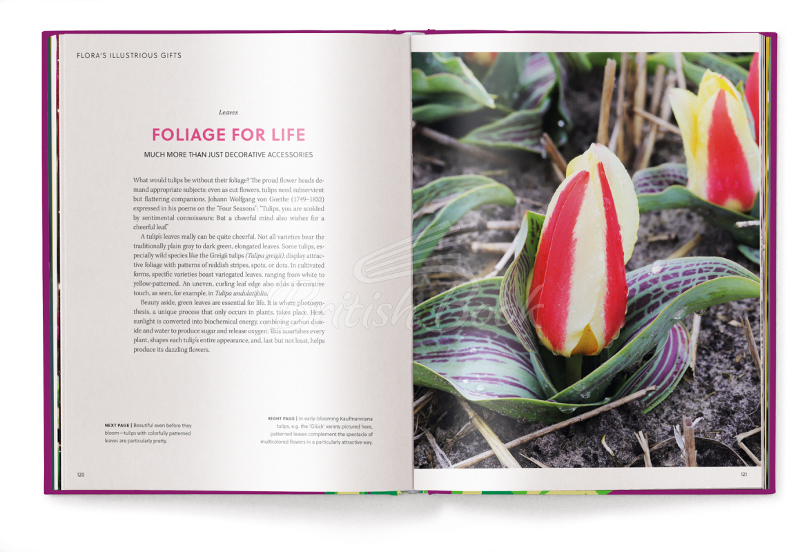 Книга Floramour: Tulips изображение 3