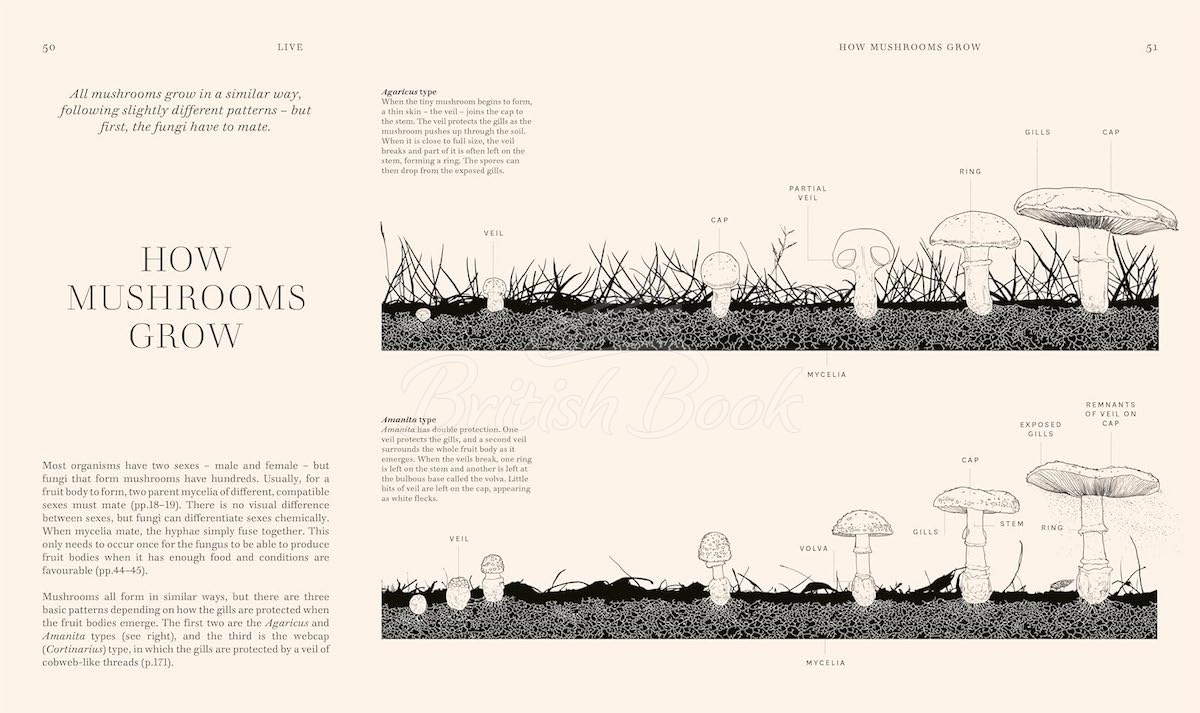 Книга Fungi изображение 3