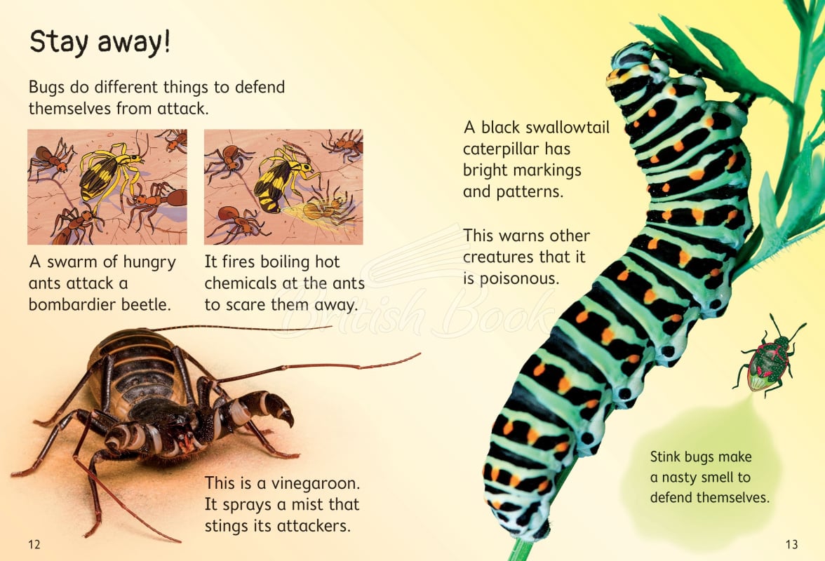Книга Usborne Beginners Bugs изображение 2