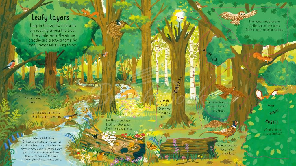 Книга Look inside the Woods изображение 2