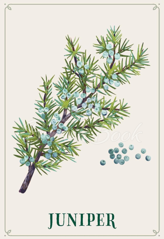 Картки Enchanted Foraging Deck зображення 4