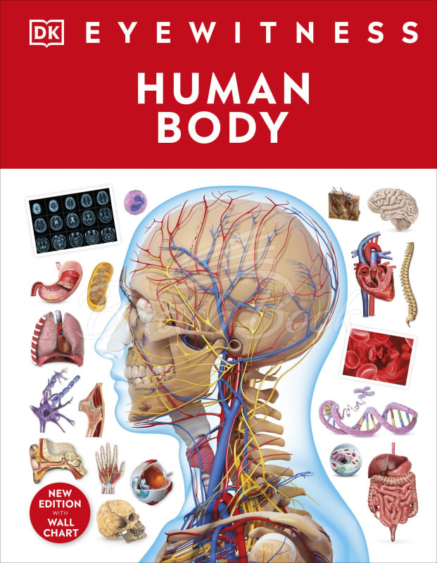 Книга Human Body зображення