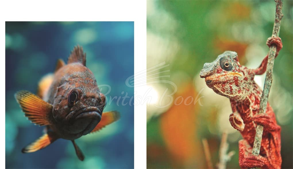 Книга This Book is Literally Just Pictures of Animals Silently Judging You изображение 3