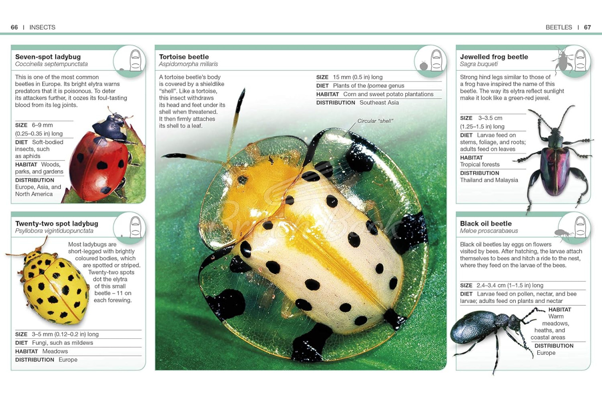 Книга Pocket Eyewitness: Insects изображение 3