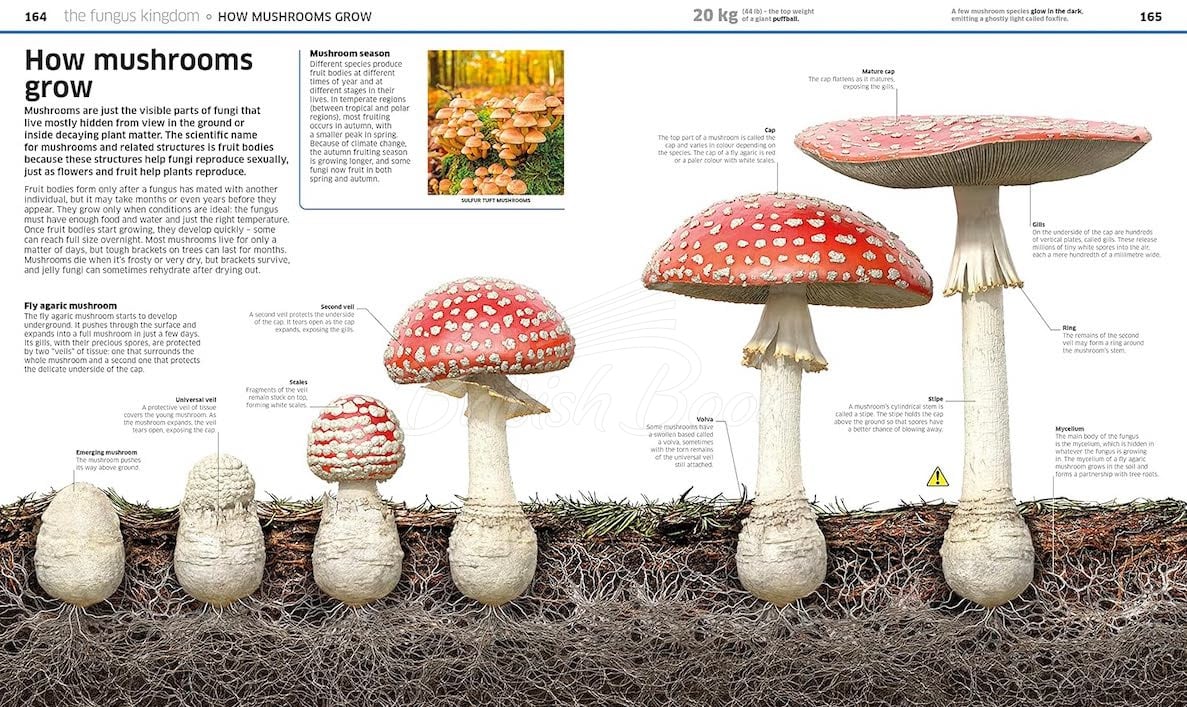 Книга Knowledge Encyclopedia Plants and Fungi! зображення 5