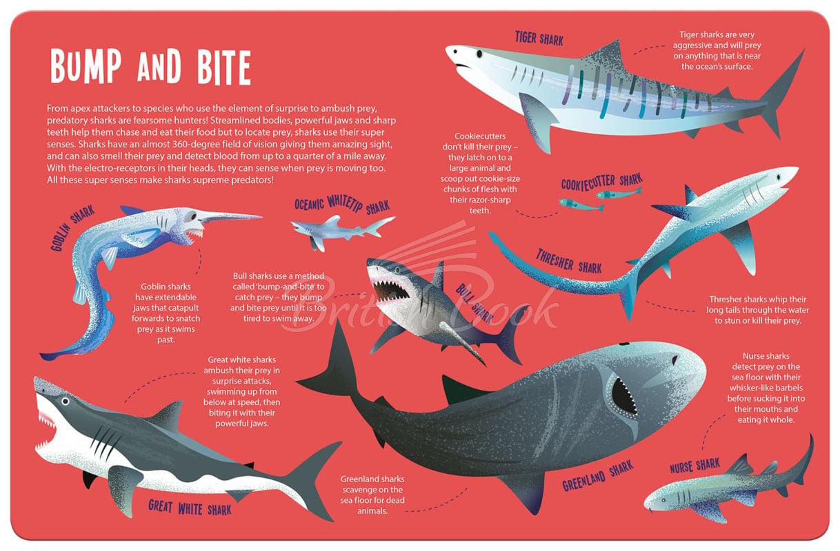 Книга Magic Searchlight: Sharks зображення 4