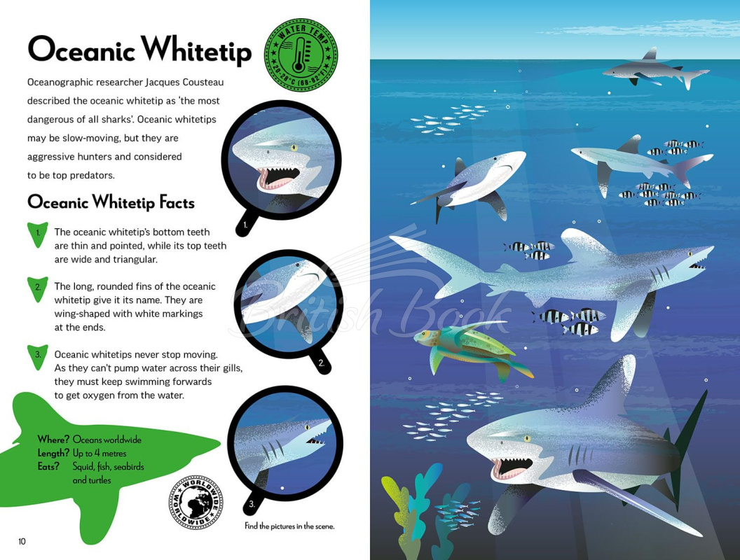 Книга Fantastic Fearsome Sharks изображение 5
