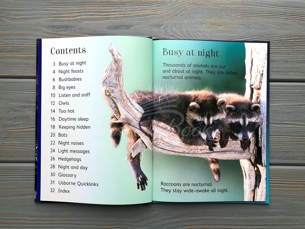 Книга Usborne Beginners Night Animals зображення 2