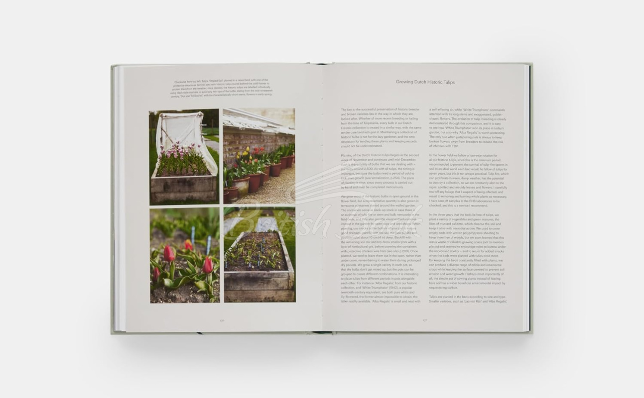 Книга The Tulip Garden изображение 6