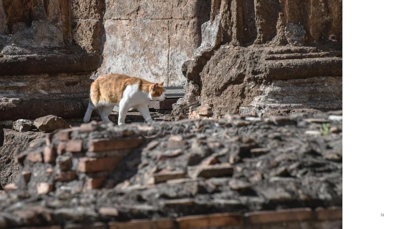 Книга Cats of Rome зображення 5