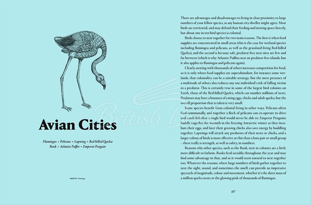 Книга Remarkable Birds зображення 10