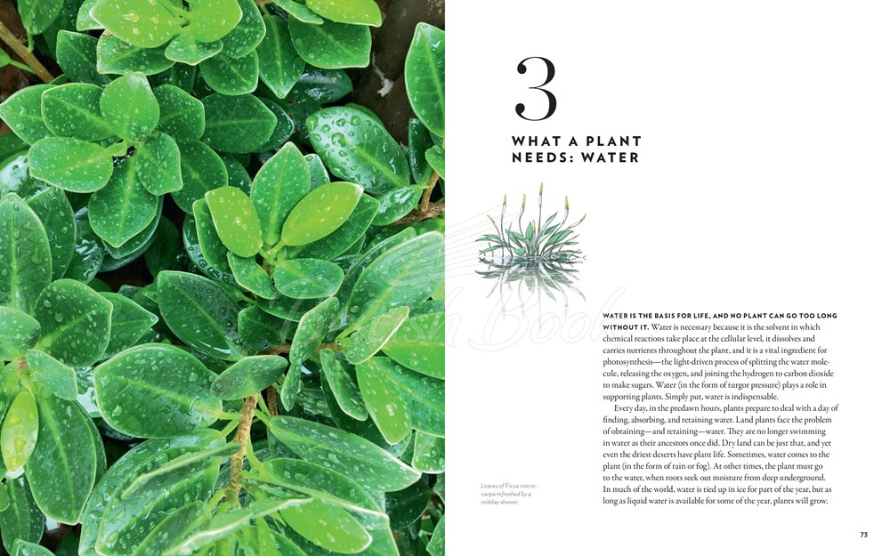 Книга A Gardener's Guide to Botany зображення 4