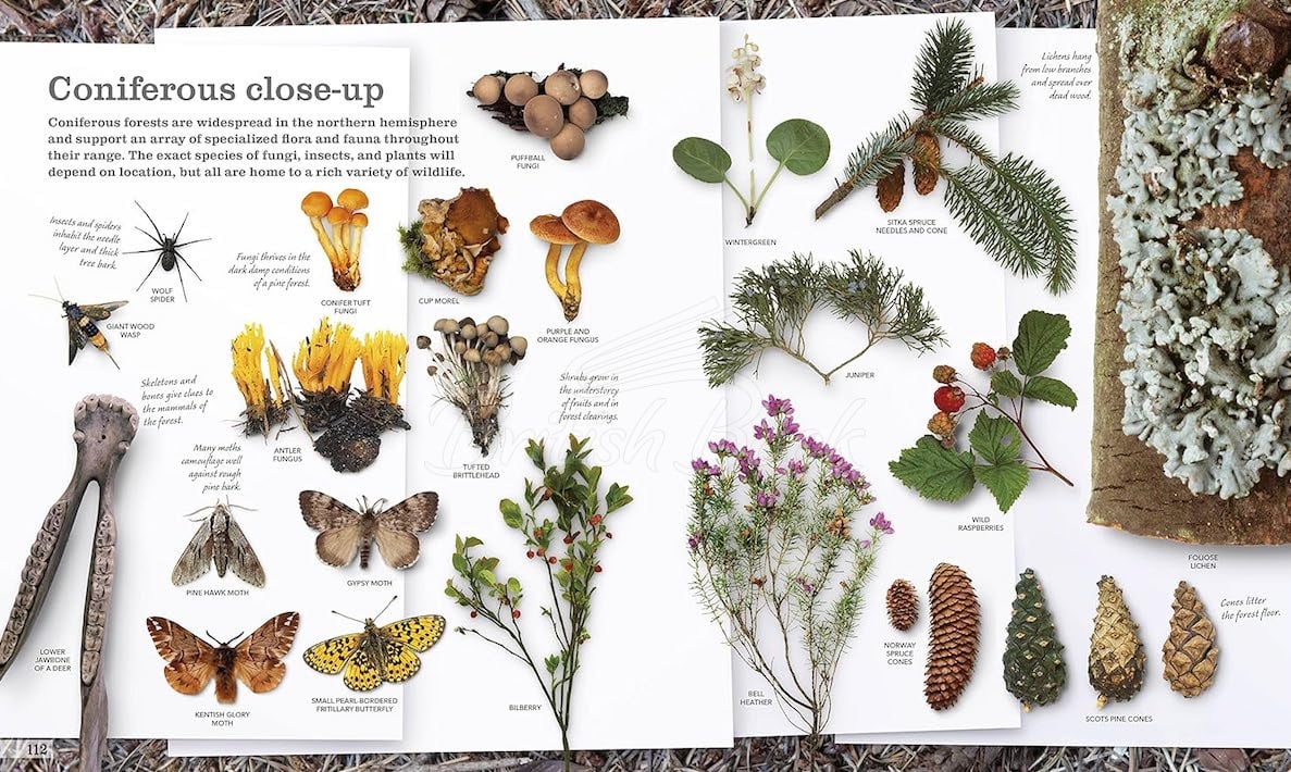 Книга Chris Packham's Nature Handbook изображение 3