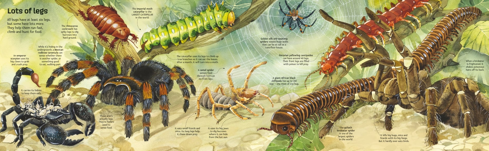 Книга Big Book of Big Bugs зображення 3