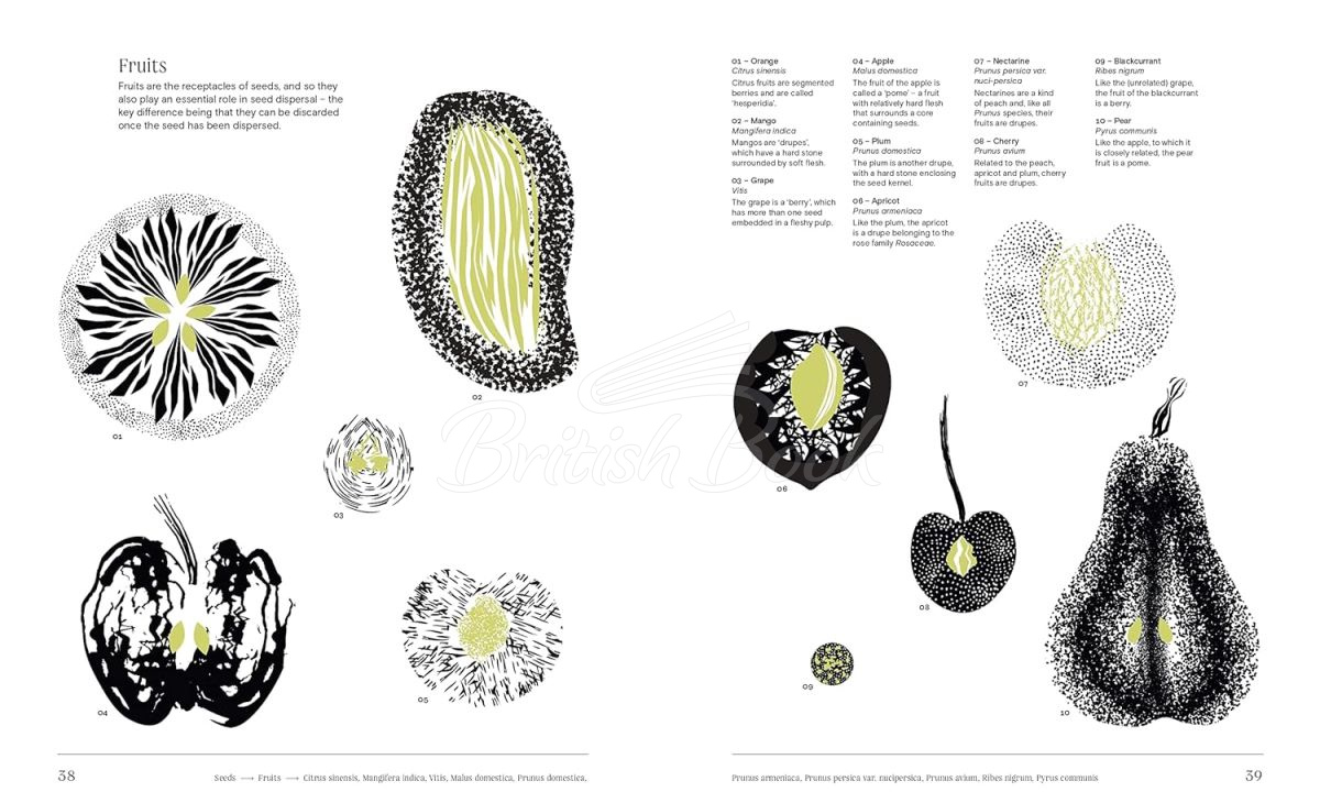Книга Trees: From Root to Leaf зображення 4