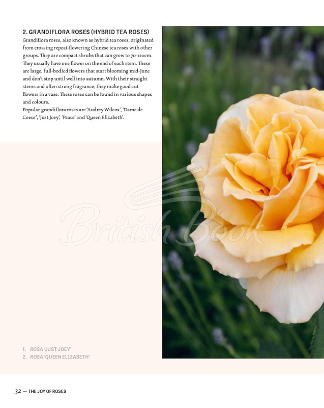 Книга The Joy of Roses зображення 8