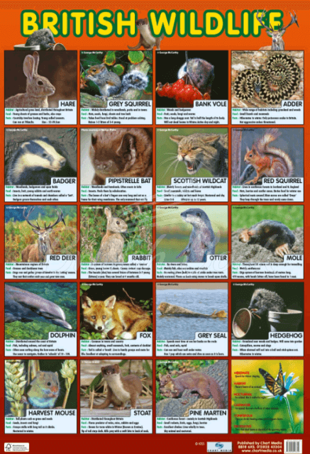 Плакат British Wildlife Poster зображення